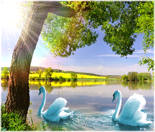 Животные два лебедя в озере скачать красивую анимацию бесплатно