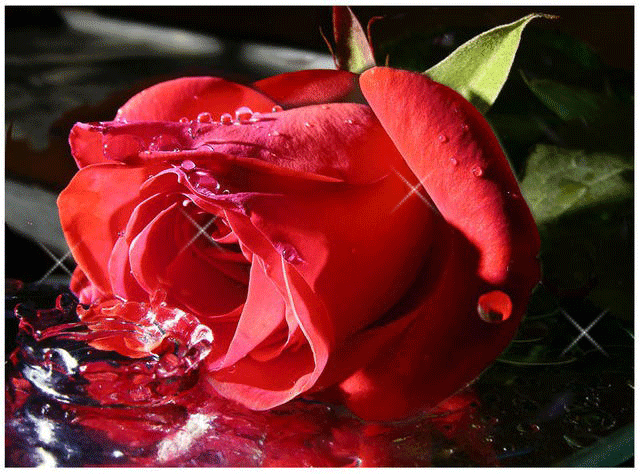 Красивая роза раса на красивой розе скачать бесплатно красивую анимацию
