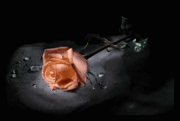 Анимация Цветы,красная красивая роза на темном фоне