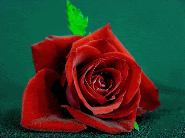 Анимация Цветы,бутон красивой красной розы лежит на полу