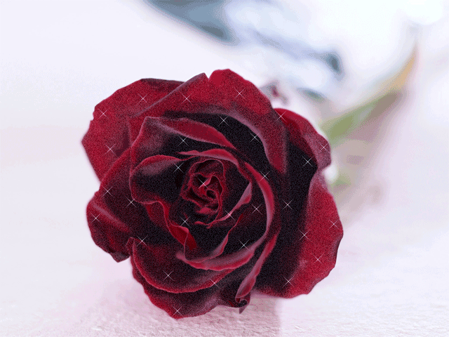 анимация Цветы,темно красная красивая роза