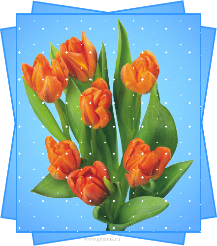 Цветы анимация,букет красных тюльпанов на синем фоне