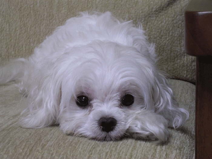 Анимация Жду Скуча,красивый белый щенок с грустными глазами