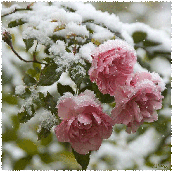 Анимация цветы,розовые розы на снегу 