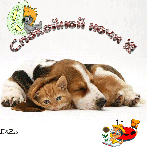 Анимация Спокойной Ночи, котенок и собака спят в обнимку