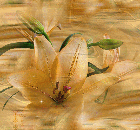 Анимация Цветы,очень красивая желтая лилия
