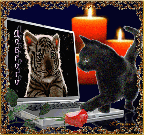 Анимация Добрый вечер, Кошка тигрята глутбук красные свечи,доброго вечера
